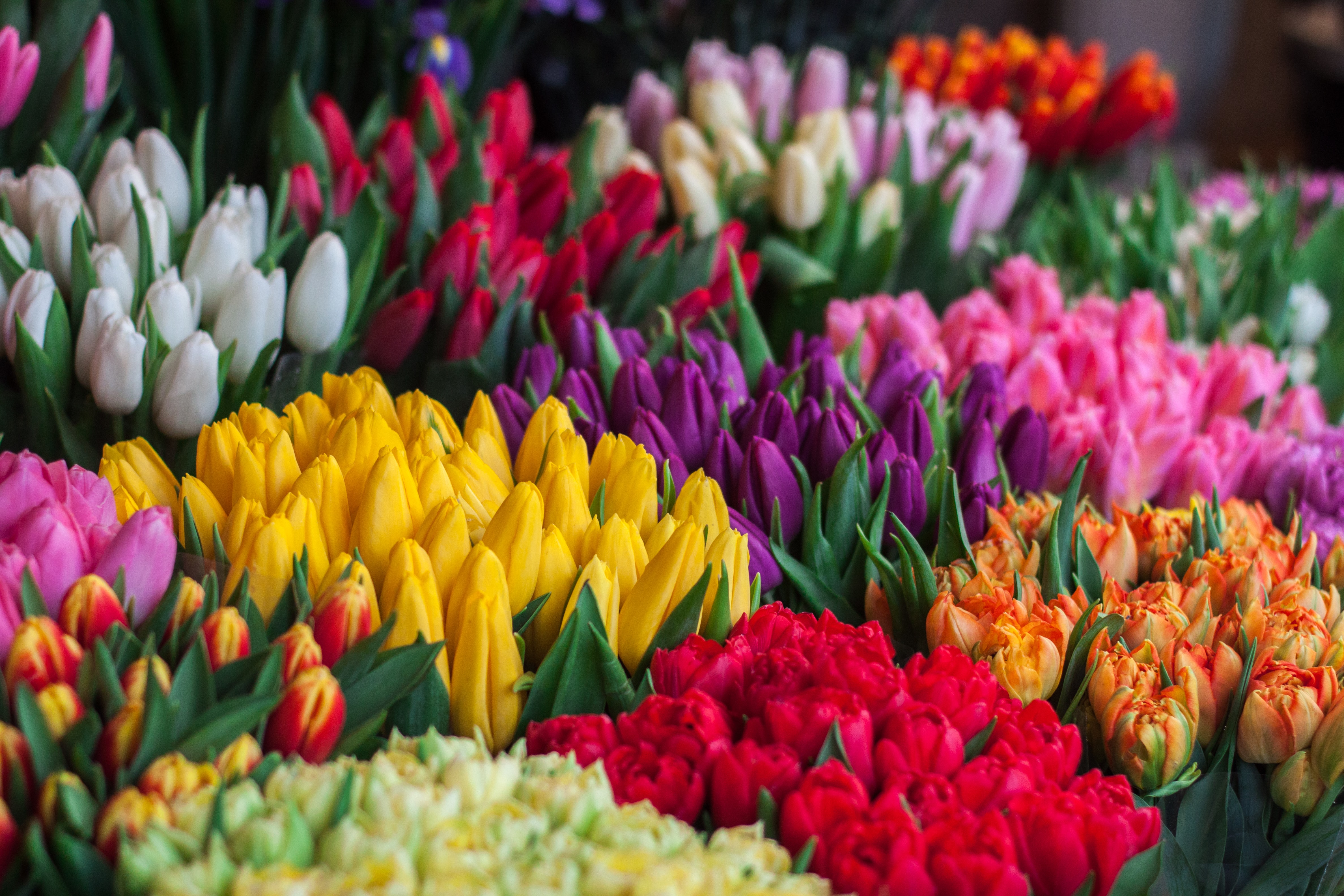 multi-colored tulips