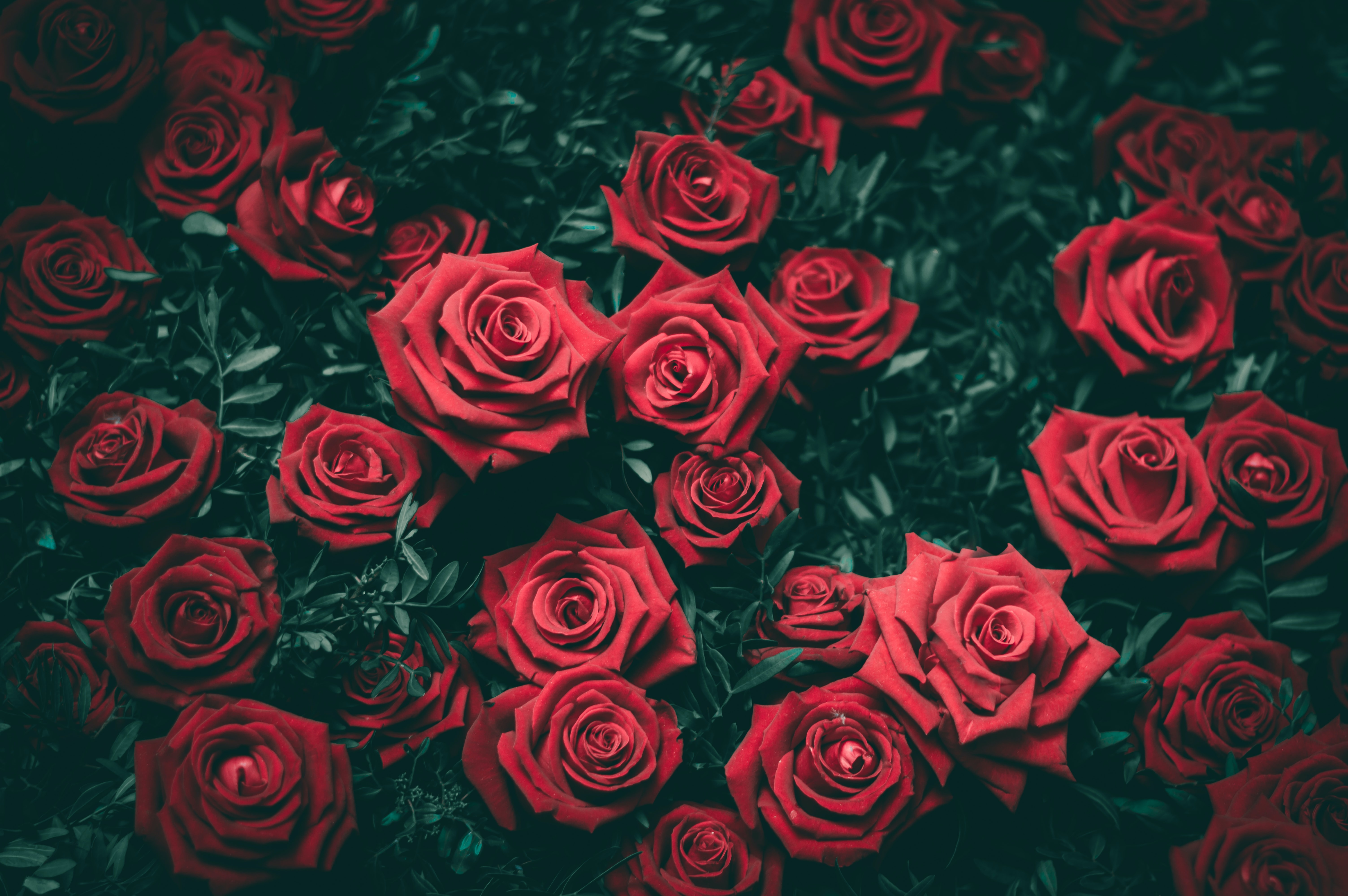 red roses